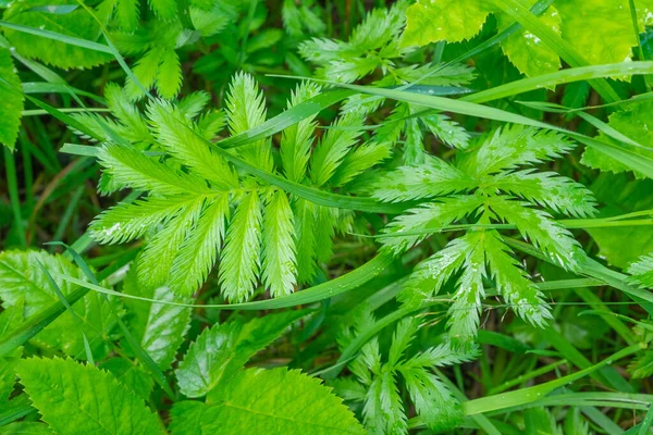 Nahaufnahme von grünem Gras und Waldblättern nach Regen — Stockfoto