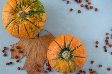 Akçaağaç yaprağıyla gri bir zemin üzerinde olgun balkabakları ve kurumuş kızılcıklar. Hasat konsepti, Şükran Günü. Yatay yönelim, seçici odak, üst görünüm.
