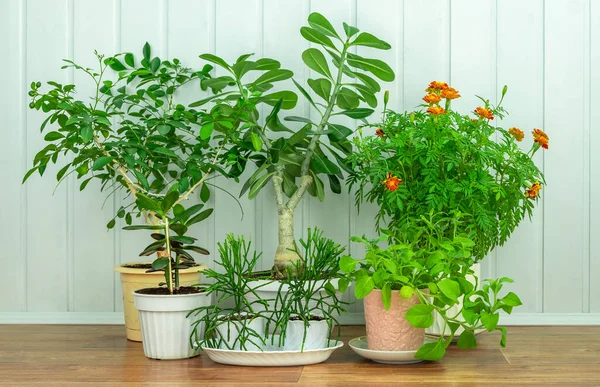 Ahşap zemindeki saksılardaki saksılarda mavi bir arka planda saksılar. Kapalı alanda bitki yetiştirme konsepti, hobi. Yatay yönelim, seçici odak.