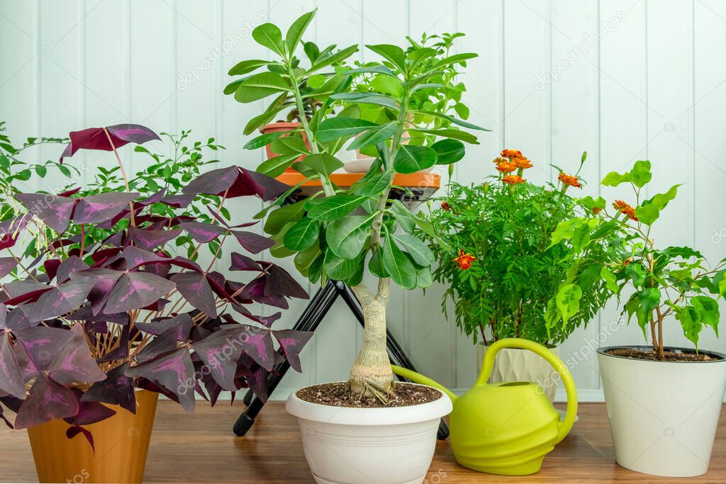 Collection of indoor plants on a wooden floor on a blue background. Home plant growing concept, indoor garden. Horizontal orientation, selective focus.