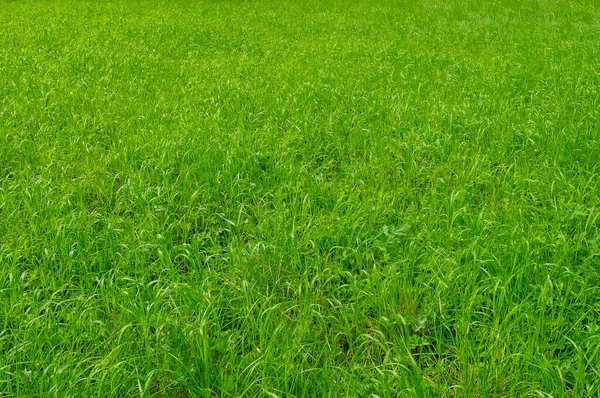 Close Fresh Green Grass Meadow Park Forest Environment Beautiful Nature — Stock Photo, Image