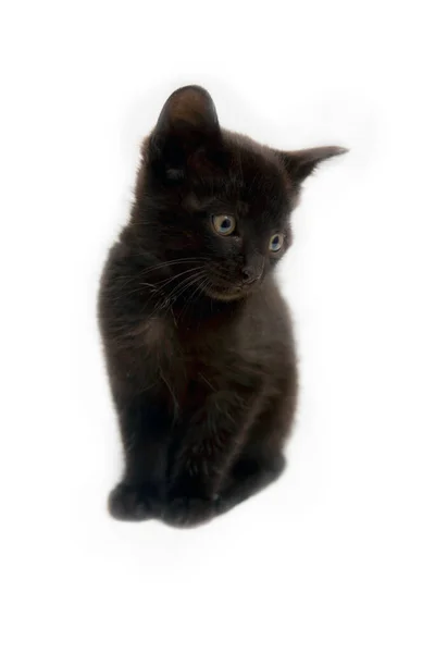 Primer Plano Del Pequeño Gato Negro Sobre Fondo Blanco — Foto de Stock