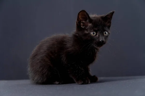 Primer Plano Del Pequeño Gato Negro Sobre Fondo Negro — Foto de Stock