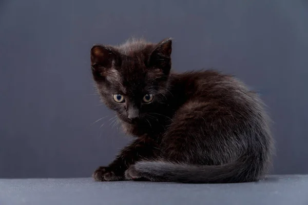 Nahaufnahme Einer Kleinen Schwarzen Katze Auf Schwarzem Hintergrund — Stockfoto