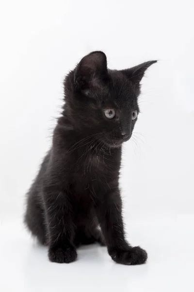 Primer Plano Del Pequeño Gato Negro Sobre Fondo Blanco — Foto de Stock