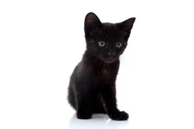Beyaz zemin üzerinde küçük siyah kedi yakın plan