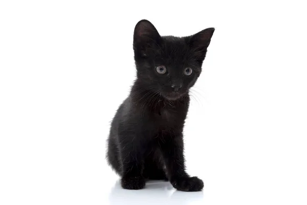 Primer Plano Del Pequeño Gato Negro Sobre Fondo Blanco — Foto de Stock