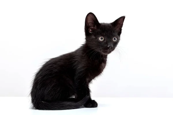 Primer Plano Del Pequeño Gato Negro Sobre Fondo Blanco — Foto de Stock