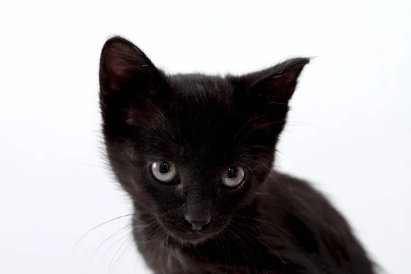 Close Pequeno Gato Preto Fundo Branco — Fotografia de Stock