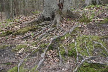 Bahar, sopa ile yeşil yosun ile ormandaki yaşlı ağacın kök sistemine bırakır ve Midwest içinde orman katta çırpı