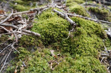 Yeşil yosun sopa ile baharda yaprakları ve çırpı Midwest içinde orman katta