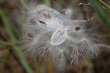 kabarık tohum baş karahindiba çiçeği