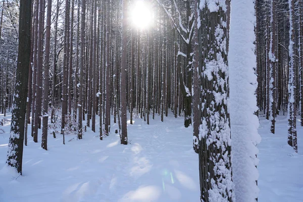 Pinhais Chão Floresta Coberto Neve Com Sol Brilhando Através Árvores — Fotografia de Stock