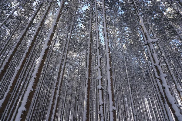 Visão Ângulo Baixo Coberto Por Neve Bela Floresta Inverno — Fotografia de Stock