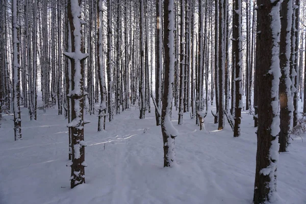 松の木と木を通して輝く太陽と雪に覆われた林床 — ストック写真