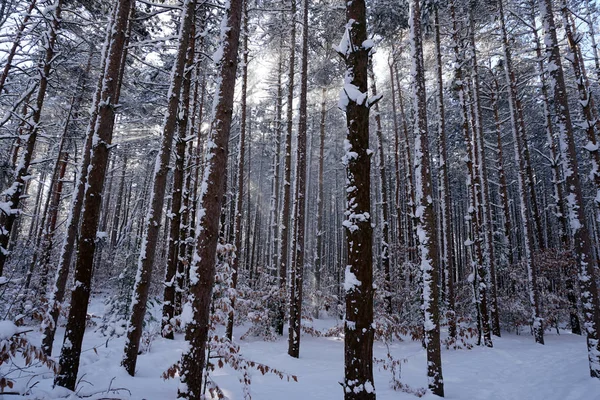 Pinhais Chão Floresta Coberto Neve Com Raios Sol Brilhando Através — Fotografia de Stock