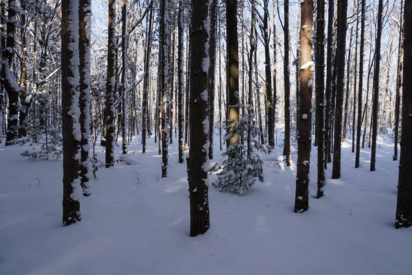 美しい冬の森の雪に覆われた木 — ストック写真
