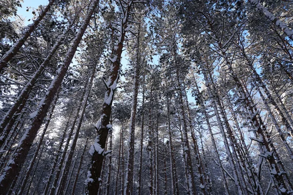 抬头看着松树和被雪覆盖的森林地板 太阳在树上闪耀 — 图库照片