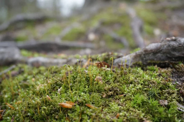 Grünes Moos Frühling Mit Stöcken Blättern Und Zweigen Waldboden Mittleren — Stockfoto