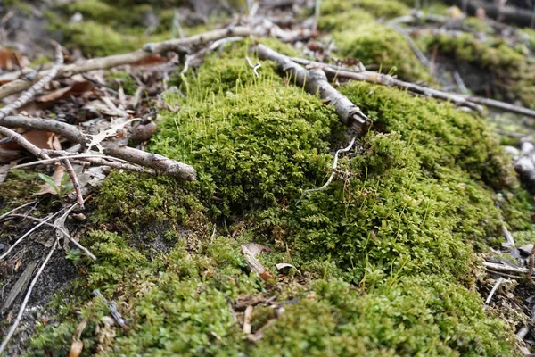 Green moss in spring with sticks, leaves and twigs on forest floor in Midwest