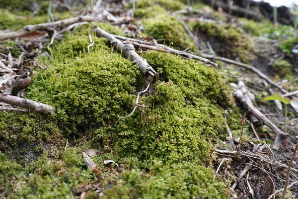 Gros Plan Mousse Verte Printemps Avec Des Bâtons Des Feuilles — Photo