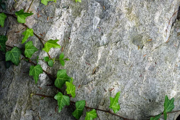 Pedra Velha Envolto Por Folhas Verdes — Fotografia de Stock