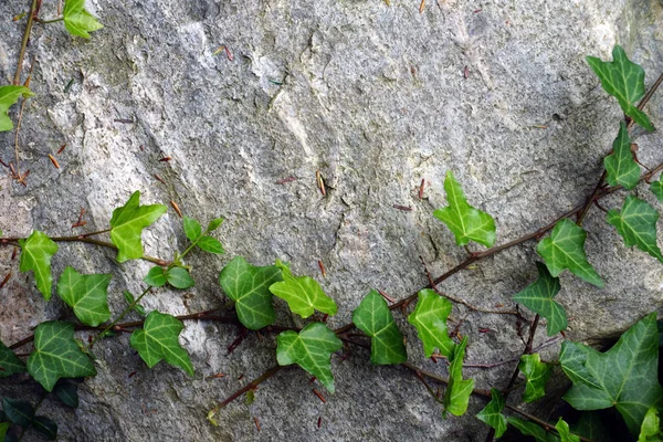 Starý Kámen Zabalený Zelené Listy — Stock fotografie
