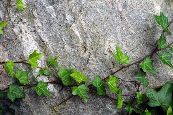 Pedra Velha Envolto Por Folhas Verdes — Fotografia de Stock