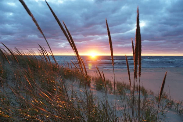 Gras Tijdens Zonsondergang Boven Zee Sandy Beach — Stockfoto