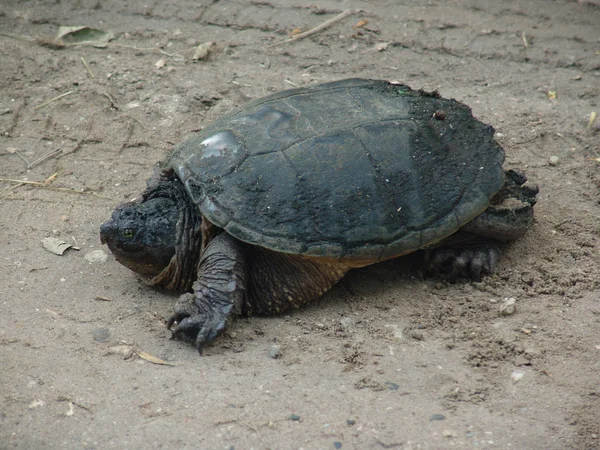 缓慢的爬行动物 地面上的海龟 图库图片
