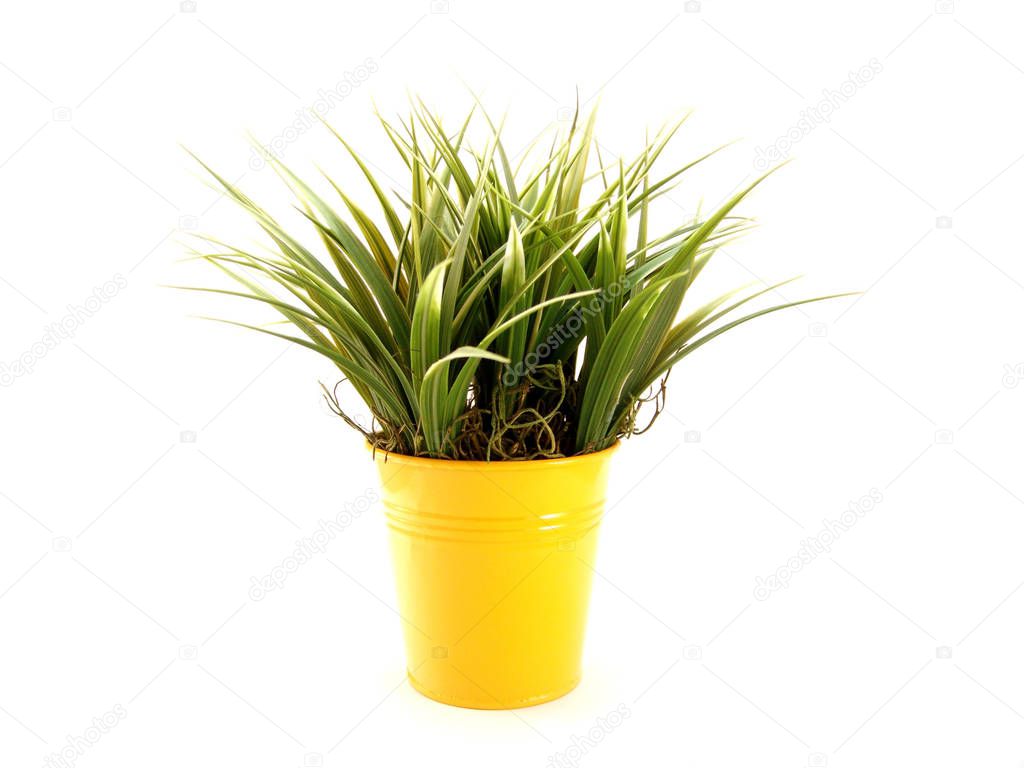 fake potted plant isolated over white background