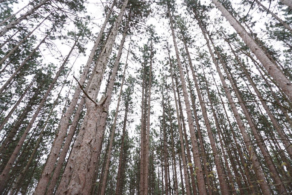 Looking up at the tree tops of pine tree against cloudy sky