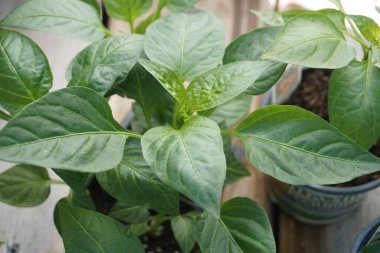 Bahçe bitki güvertesinde oturan kap içinde