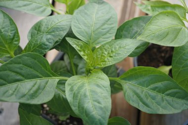 Bahçe bitki güvertesinde oturan kap içinde