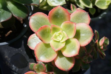 Konteyner Bahçe güverte üzerinde oturan içinde sulu