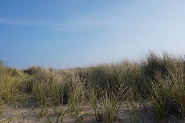 Mavi gökyüzüne karşı sahilde çim ön görünümü