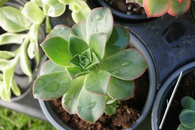 Konteyner Bahçe güverte üzerinde oturan içinde sulu