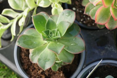 Konteyner bahçe güverte üzerinde oturan içinde sulu