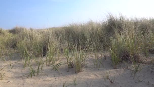Strandgras Und Sanddünen Gegen Blauen Himmel — Stockvideo