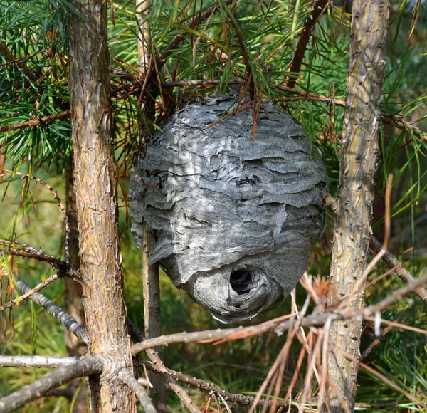 Vespiary Gekoppeld Aan Stammen Van Jonge Pines Hout — Stockfoto