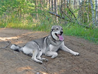 Orman yolu üzerinde ısınmış köpek sıcak günde yorgun