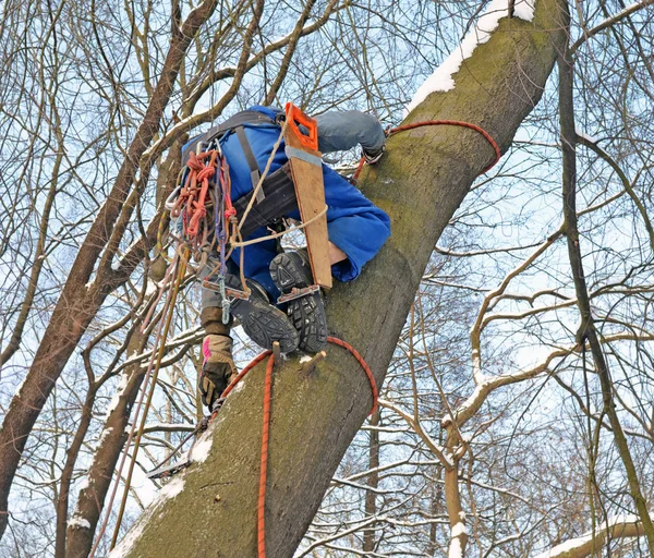 Piernas Manos Equipo Escalador Arborista Que Trabaja Árbol Invierno Vista — Foto de Stock