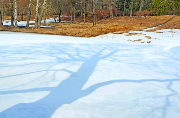 Vroege lente. Boom Shadow. — Stockfoto