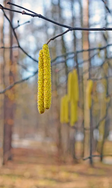 Tidigt på våren. Blomställning av Hassel. — Stockfoto