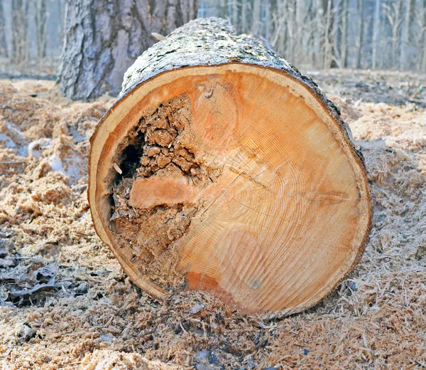 Sección transversal del tronco de pino — Foto de Stock