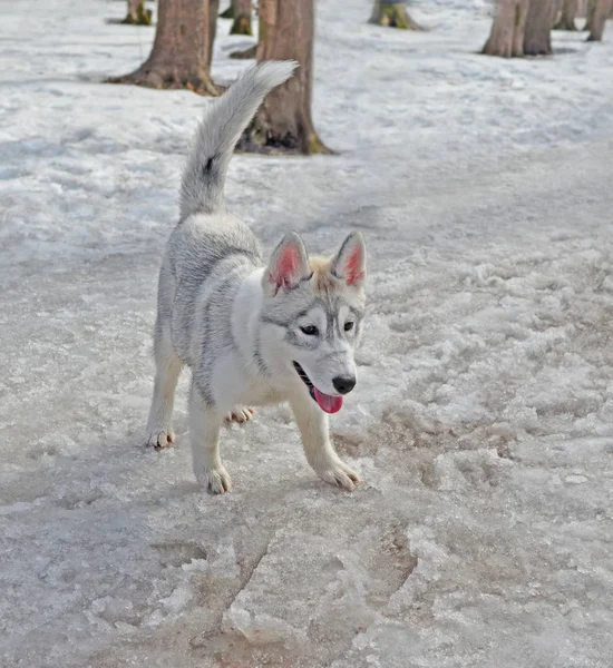 Kleiner entzückender Husky-Welpe im Park im zeitigen Frühling — Stockfoto