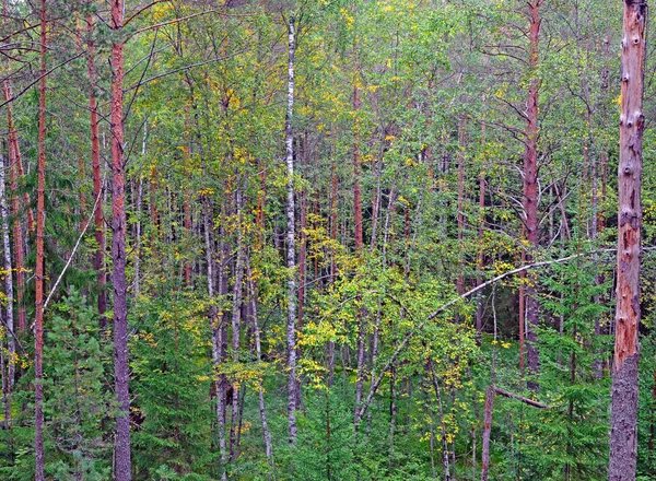 Floresta Mista Início Outono Folhas Vidoeiro Começaram Ficar Amarelas Paisagem — Fotografia de Stock