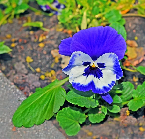 Blue White Pansies Flowerbed Closeup Focus Flower — Stock Photo, Image