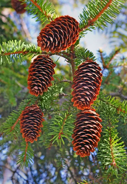 Spruce Branch Beautiful Cones Sunny Day Closeup Focus Four Nearest — Stock Photo, Image