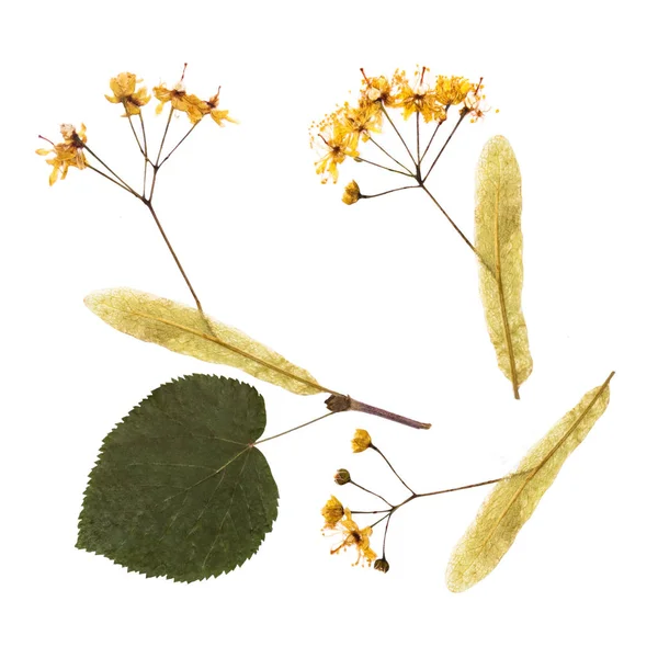 Eine Reihe von Linden. isolierte Elemente Blätter, Blüten und Knospen Herbarium gepresst — Stockfoto